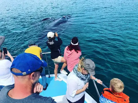 Ivanhoe Sea Safaris - Boat Trips
