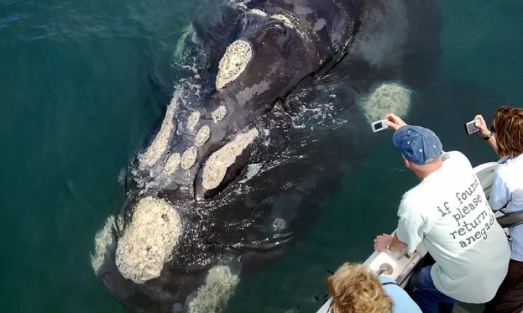 Ivanhoe Sea Safaris - Whale Watching