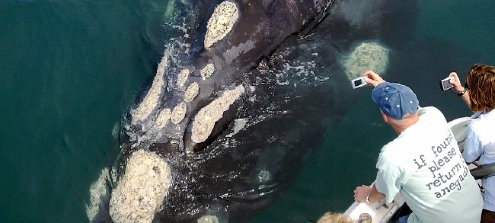 Ivanhoe Sea Safaris - Whale Watching