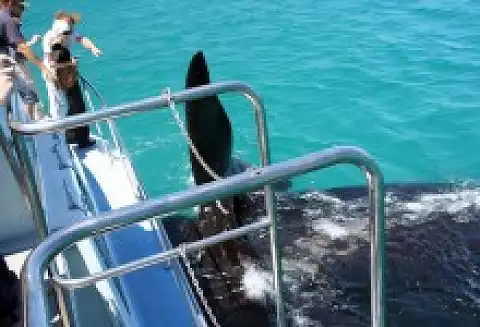 Ivanhoe Sea Safaris - Whale Watching