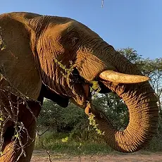 Elephant Experience