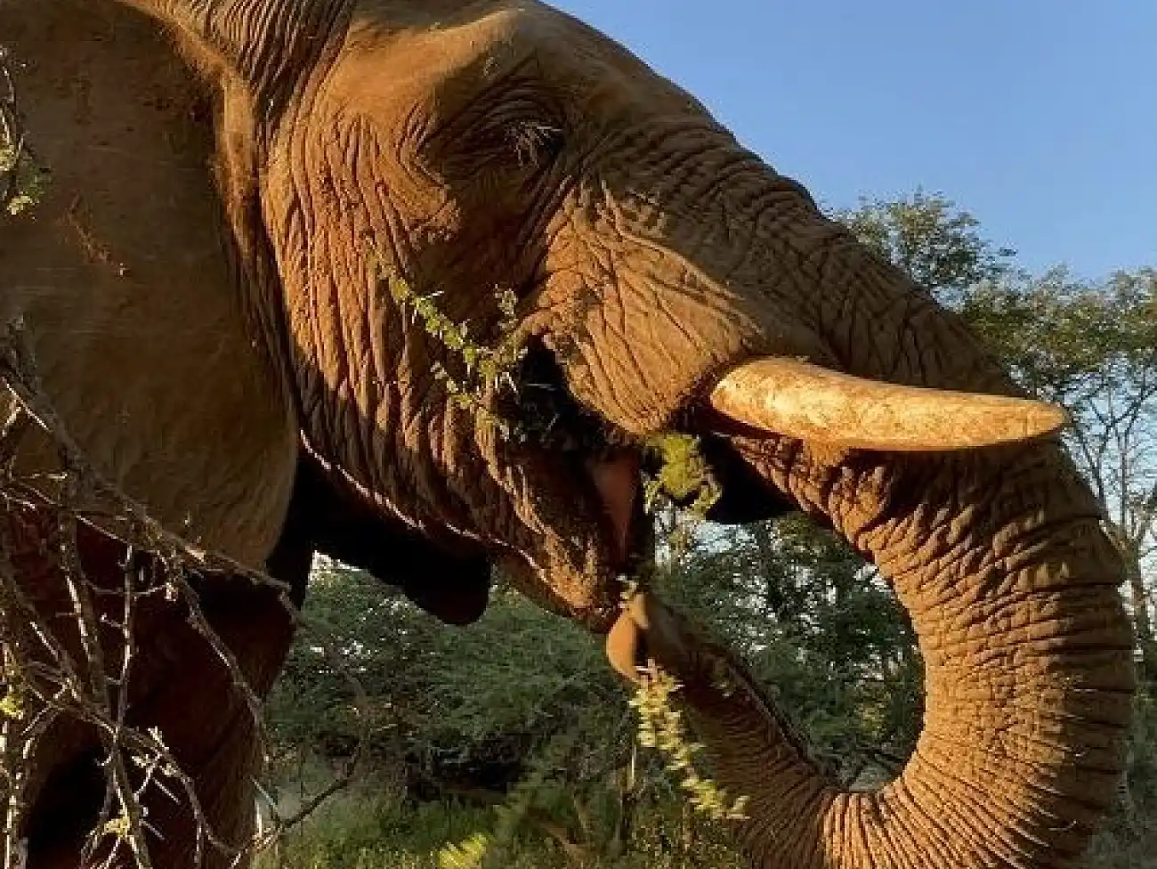 Elephant Experience in Limpopo