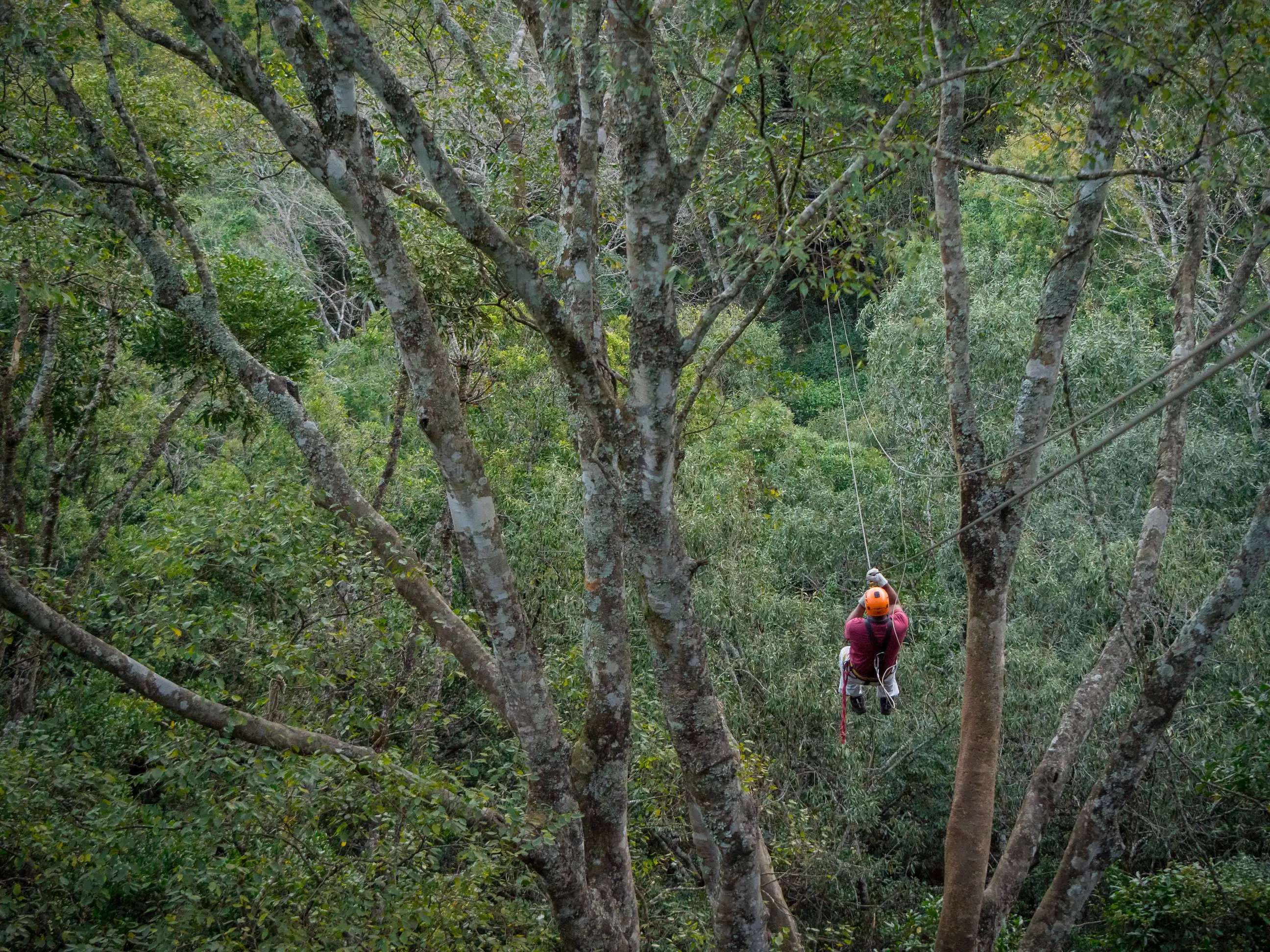Zip Line