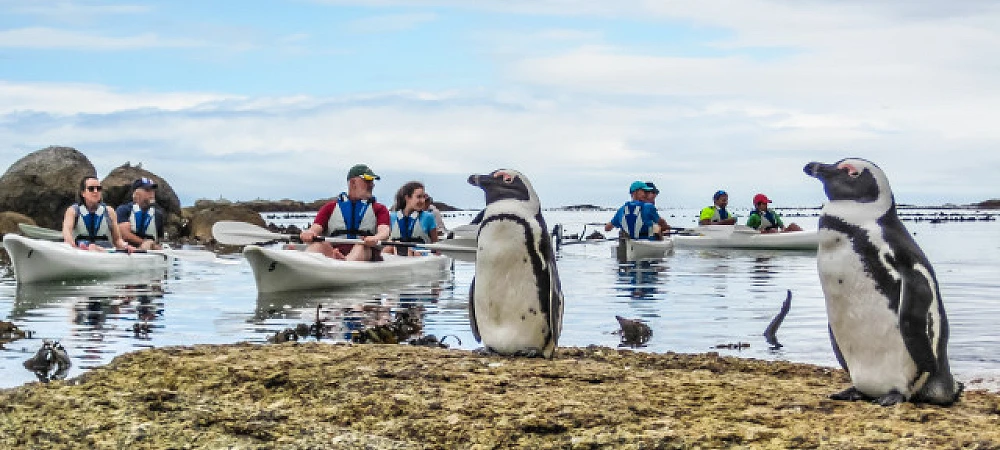 Kayak Cape Town - Sea Kayak Trips