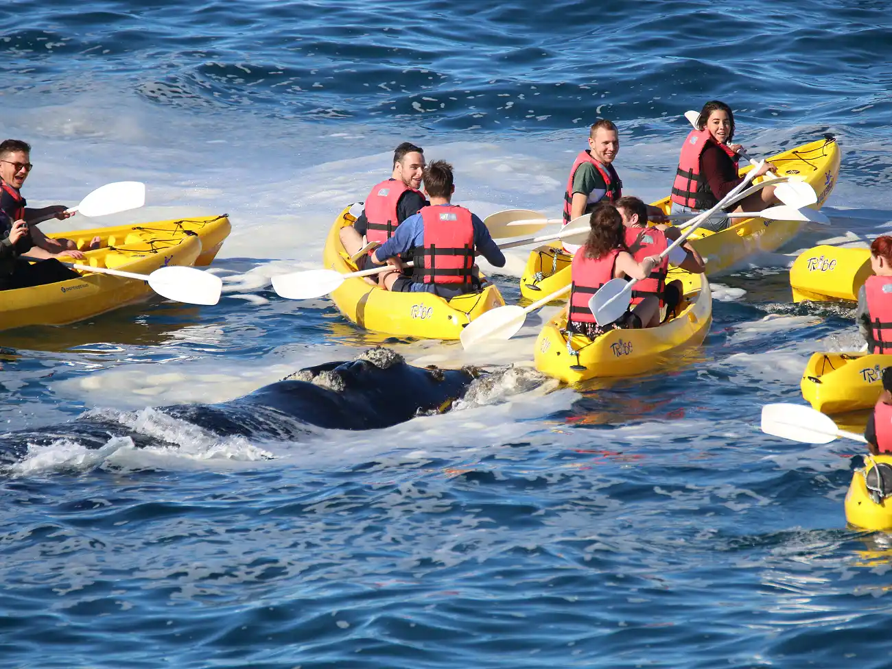 Kayaking in Walker Bay
