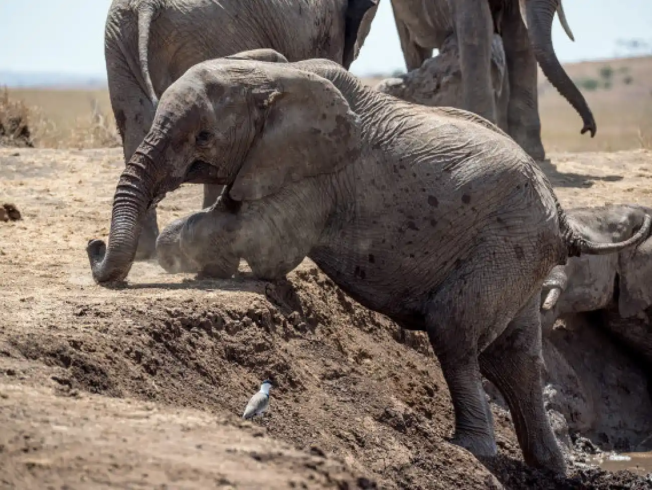 Elephant Experience in the Sabie River Valley
