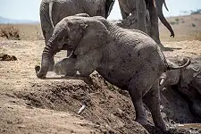 Elephant Experience