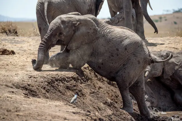 Elephant Experience