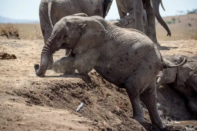 Elephant Experience