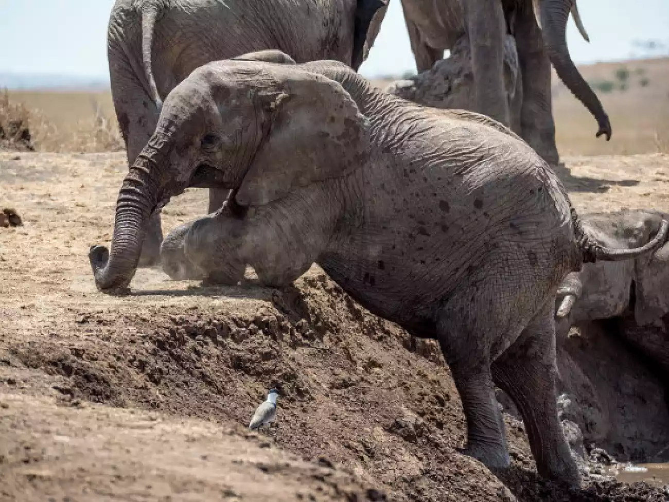 Elephant Experience in the Eastern Cape