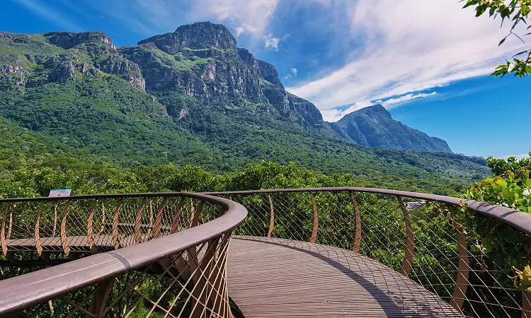 Kirstenbosch Garden - Aerial Boardwalk