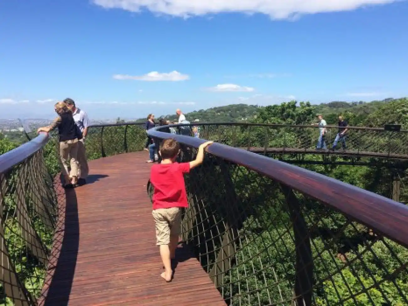 Aerial Boardwalk in Kirstenbosch
