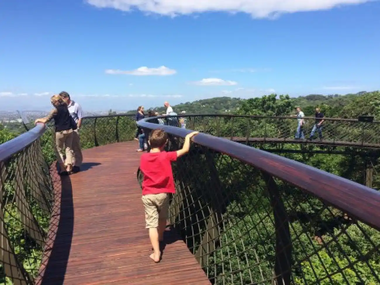 Aerial Boardwalk in Kirstenbosch