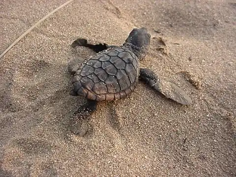 Kosi Forest Lodge - Turtle Tracking