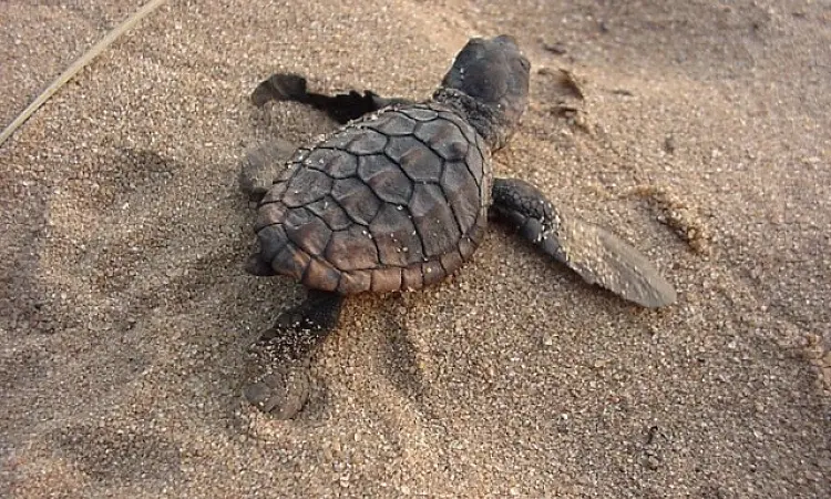 Kosi Forest Lodge - Turtle Tracking