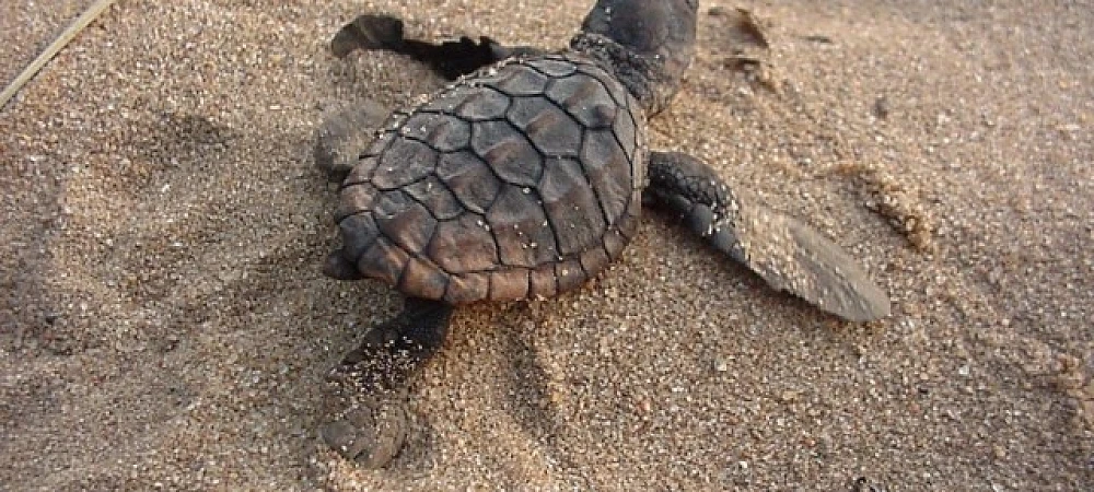 Kosi Forest Lodge - Turtle Tracking