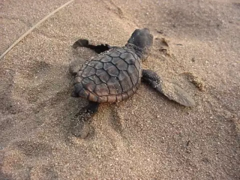 Kosi Forest Lodge - Turtle Tracking