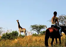 Horse Safaris
