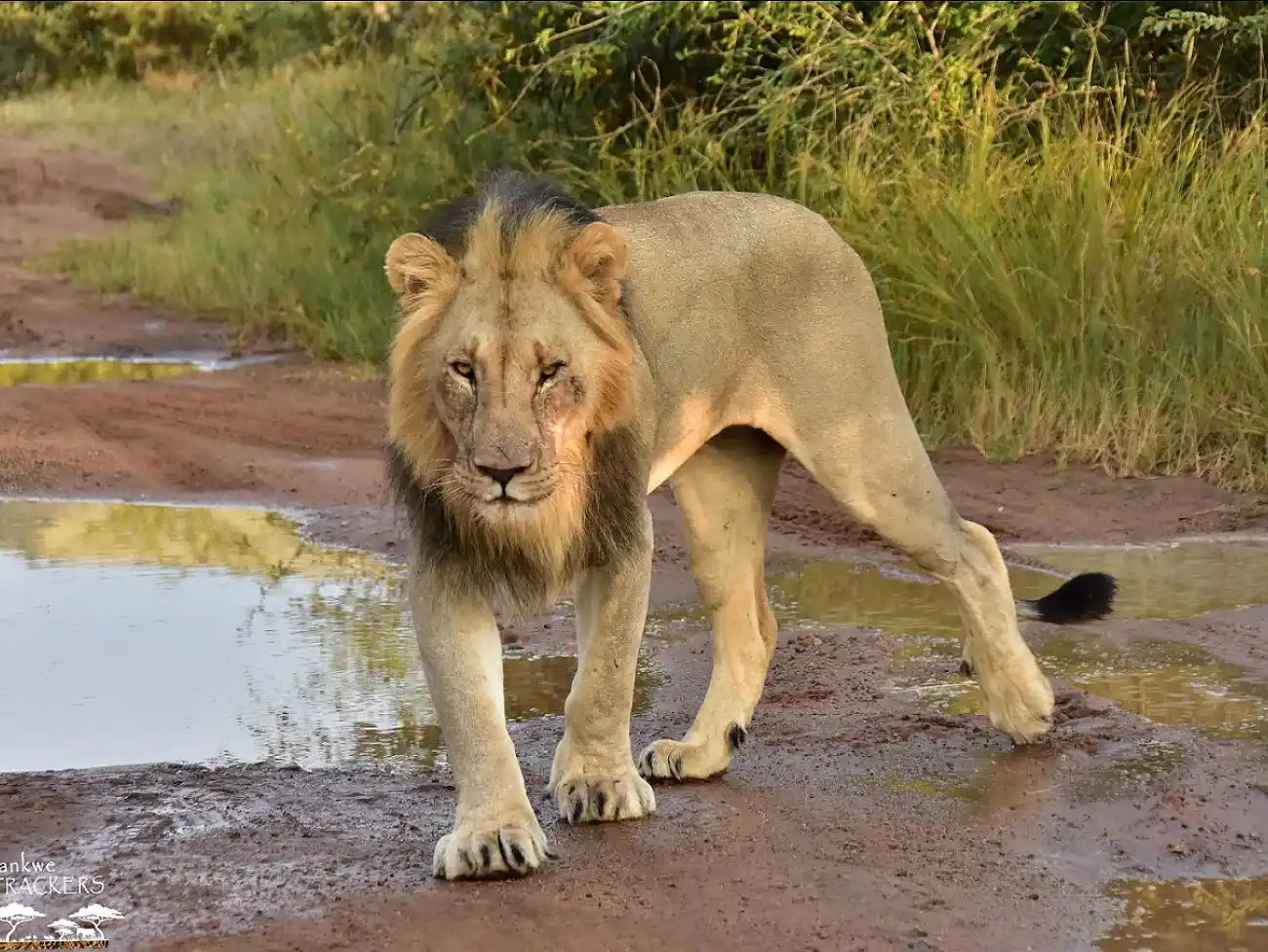 Walking Safaris in the North West