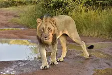 Walking Safaris
