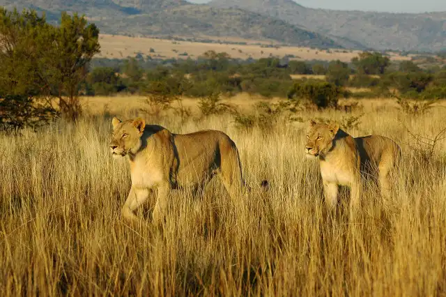 Walking Safaris