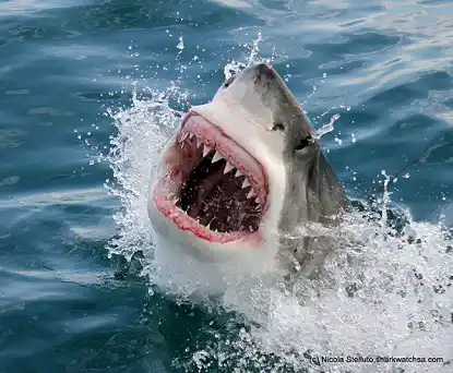 The Best Shark Cage Diving locations in South Africa