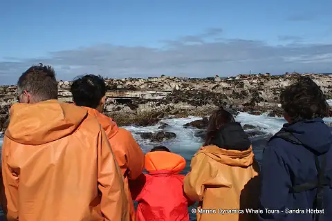 Marine Dynamics - Boat Trips