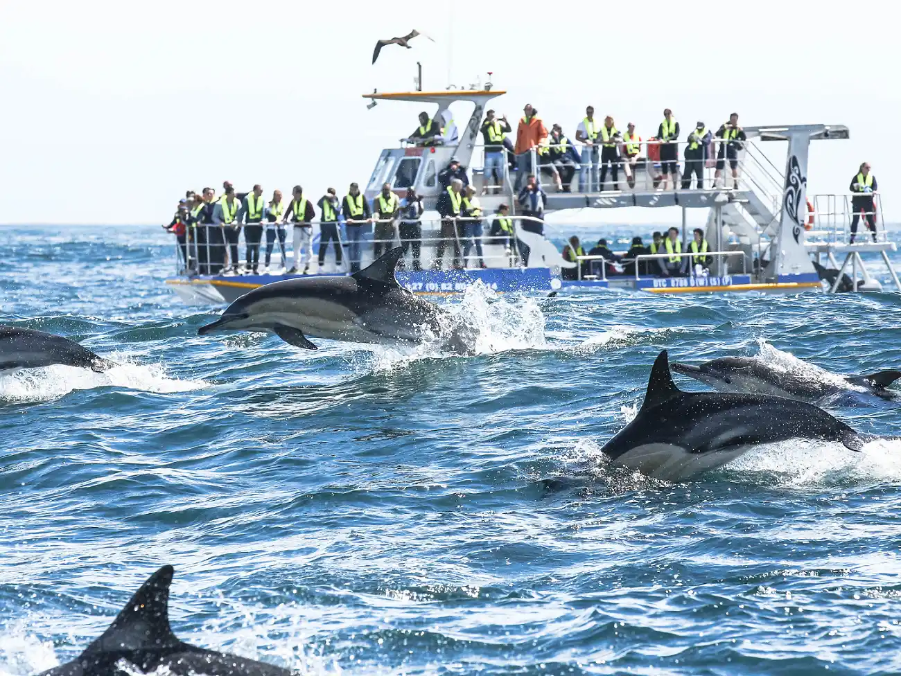 Boat Trips in the Overberg 