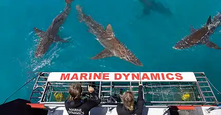 Marine Dynamics - Shark Cage Diving