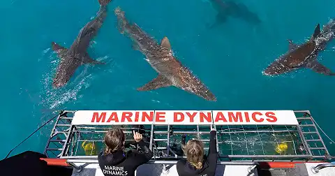 Marine Dynamics - Shark Cage Diving