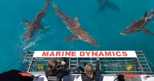 Marine Dynamics - Shark Cage Diving
