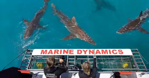 Marine Dynamics - Shark Cage Diving