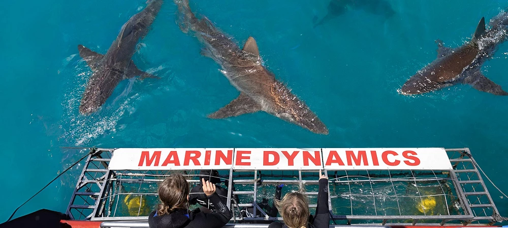 Marine Dynamics - Shark Cage Diving