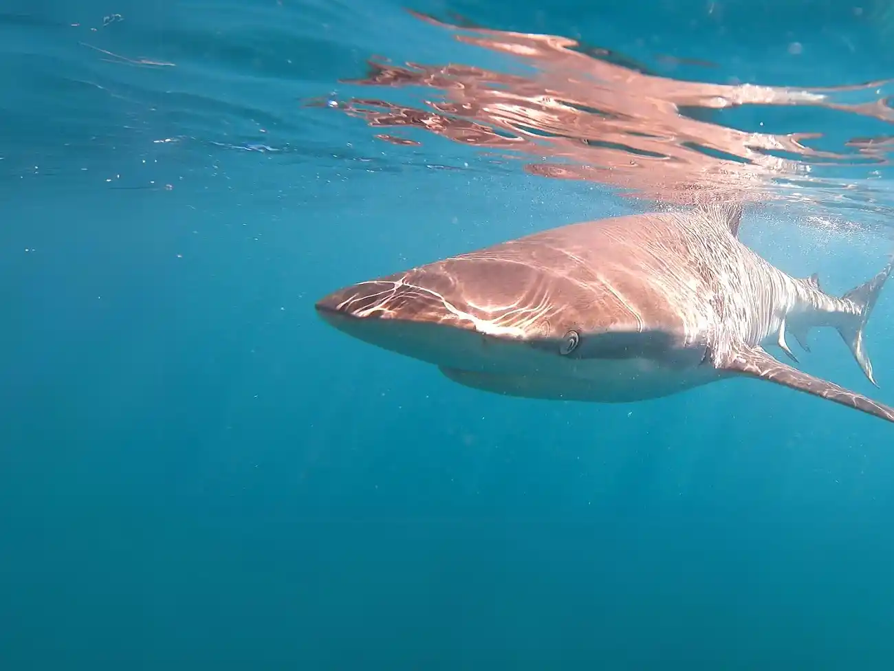 Shark Cage Diving in the Overberg 