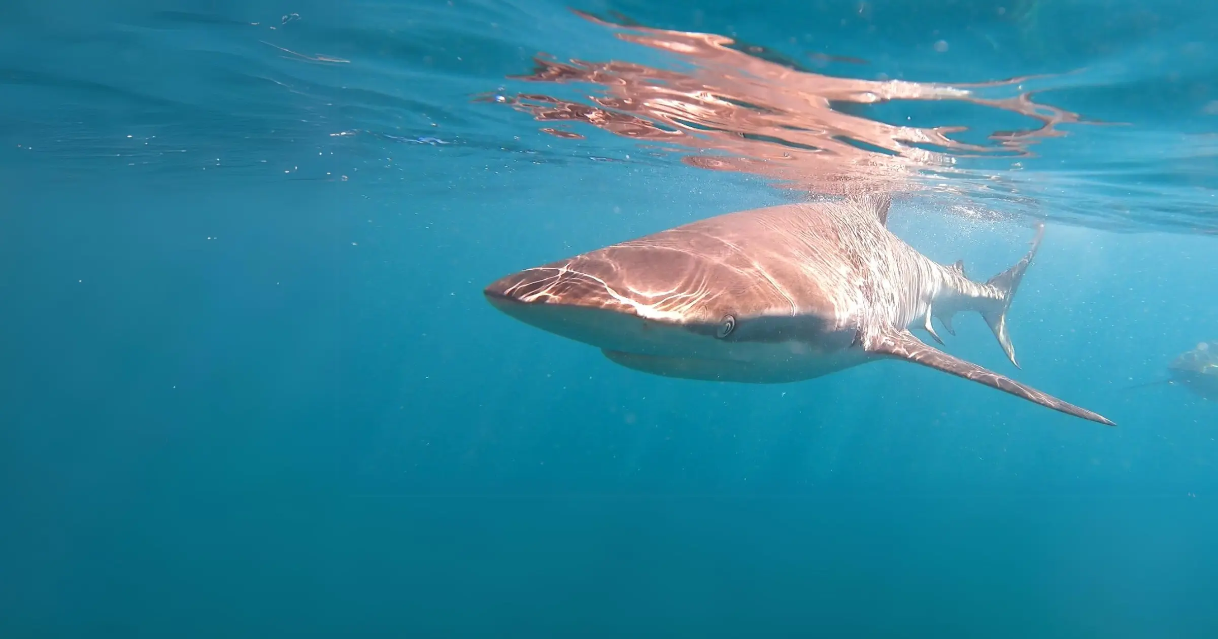 Shark Cage Diving