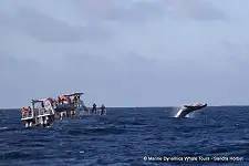 Boat Trips