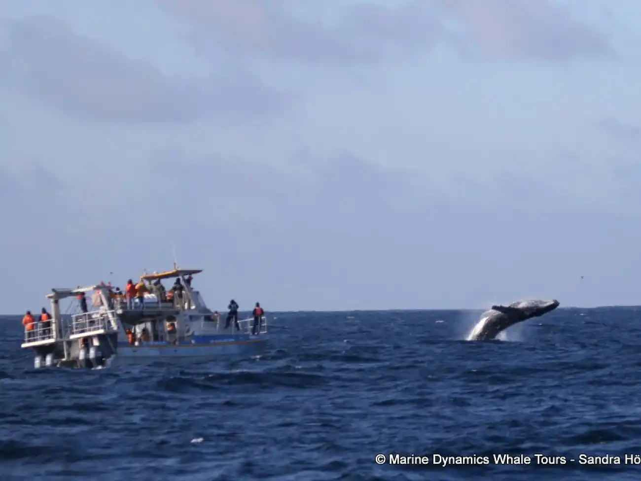 Boat Trips at Dyer Island