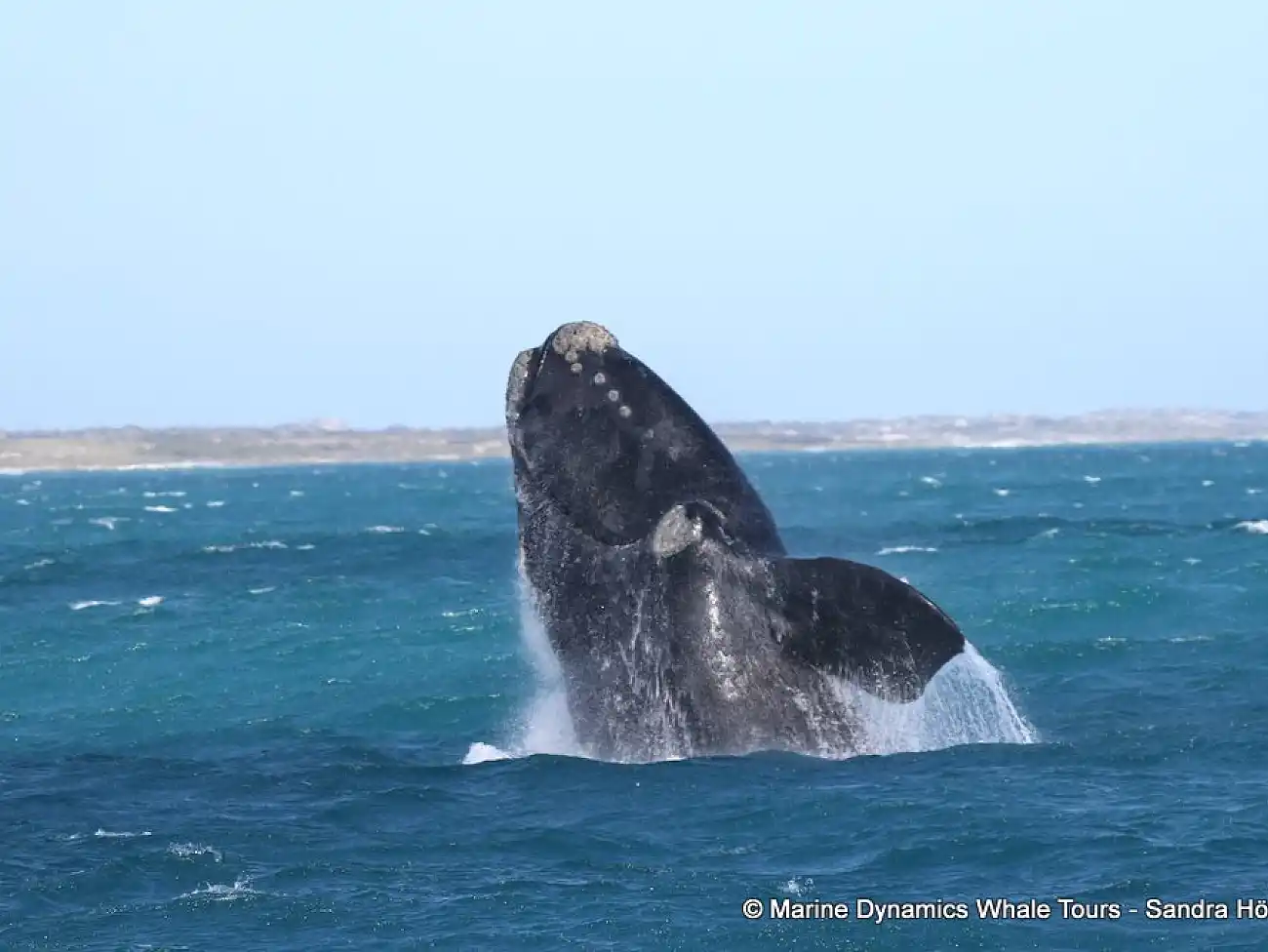 Whale Watching in the Overberg 