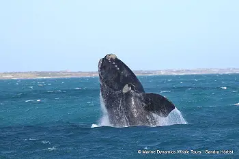 Whale Watching