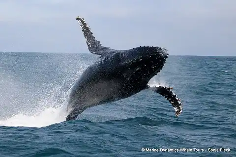 Marine Dynamics - Whale Watching