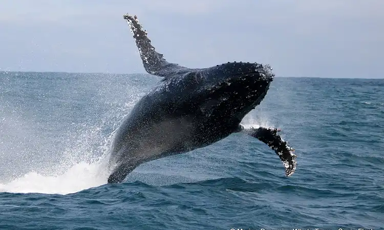 Marine Dynamics - Whale Watching