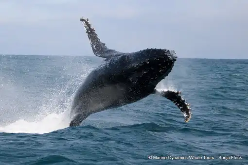 Marine Dynamics - Whale Watching