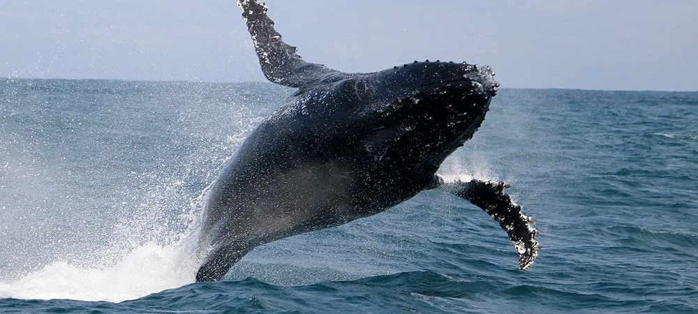 Marine Dynamics - Whale Watching