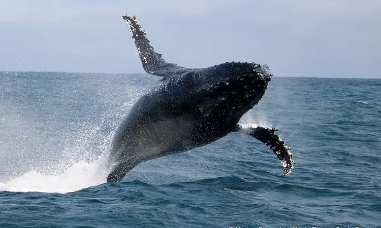 Marine Dynamics - Whale Watching