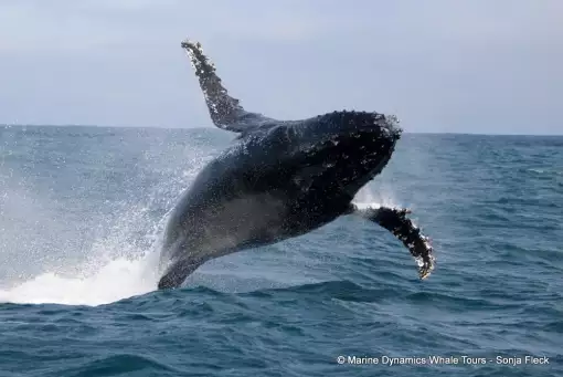 Marine Dynamics - Whale Watching