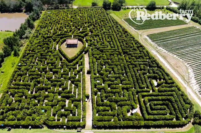 Maze