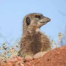 Meerkat Experience
