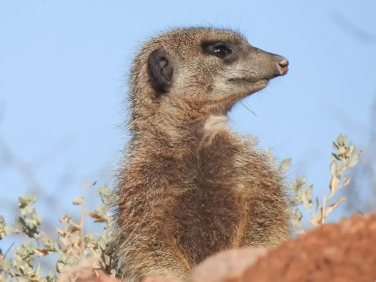 Meerkat Experience in the Little Karoo