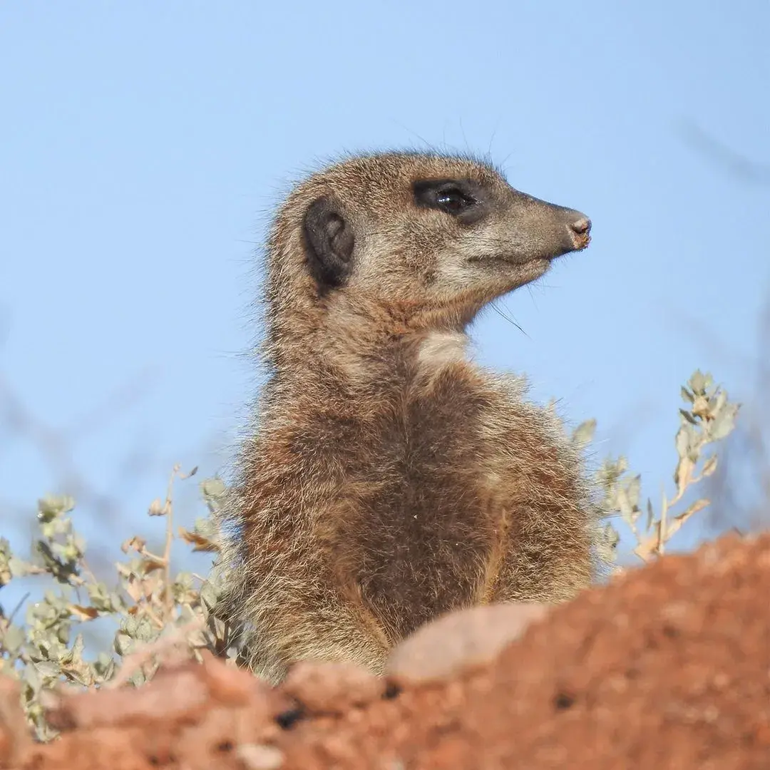 Meerkat Experience
