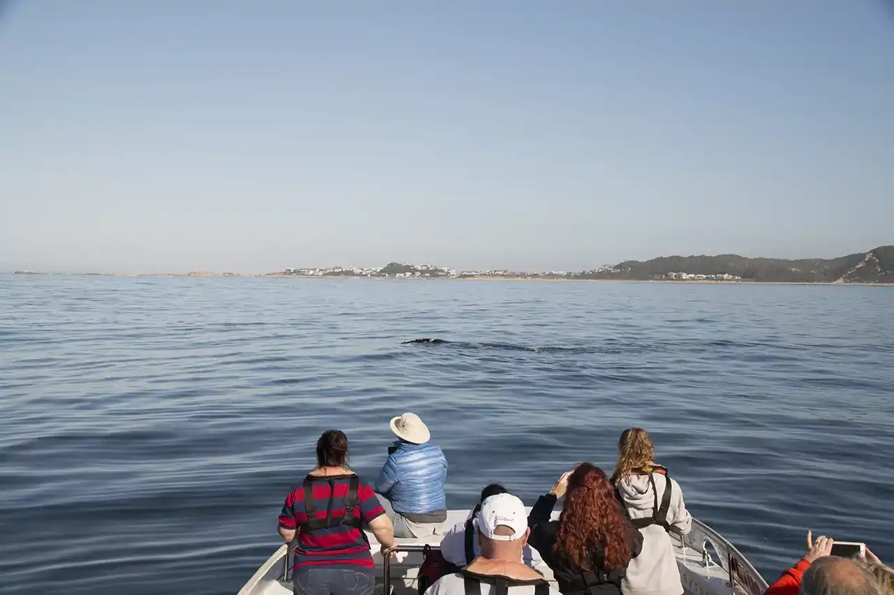 Boat Charters